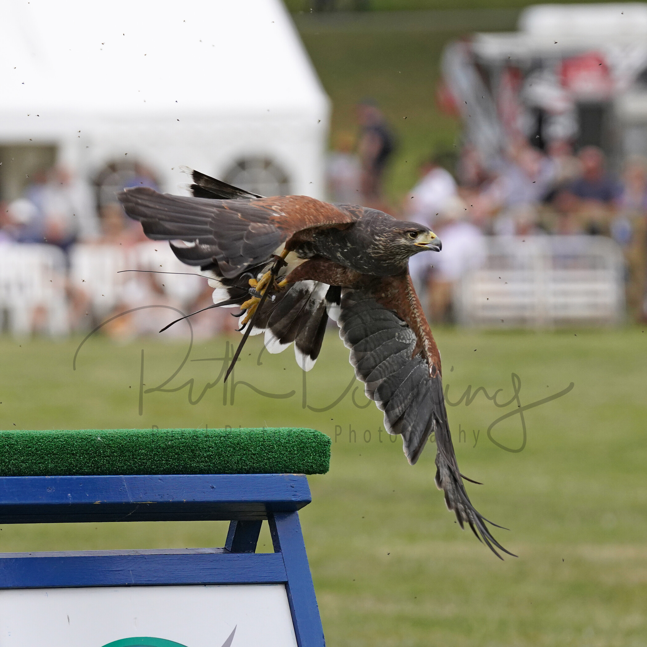 RMD01246 
 Keywords: 2022, Chatsworth, Country Fair, Peak District