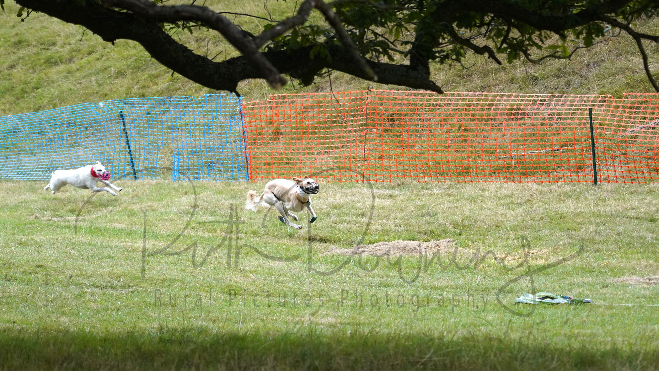 RMD01804 
 Keywords: 2022, Chatsworth, Country Fair, Peak District