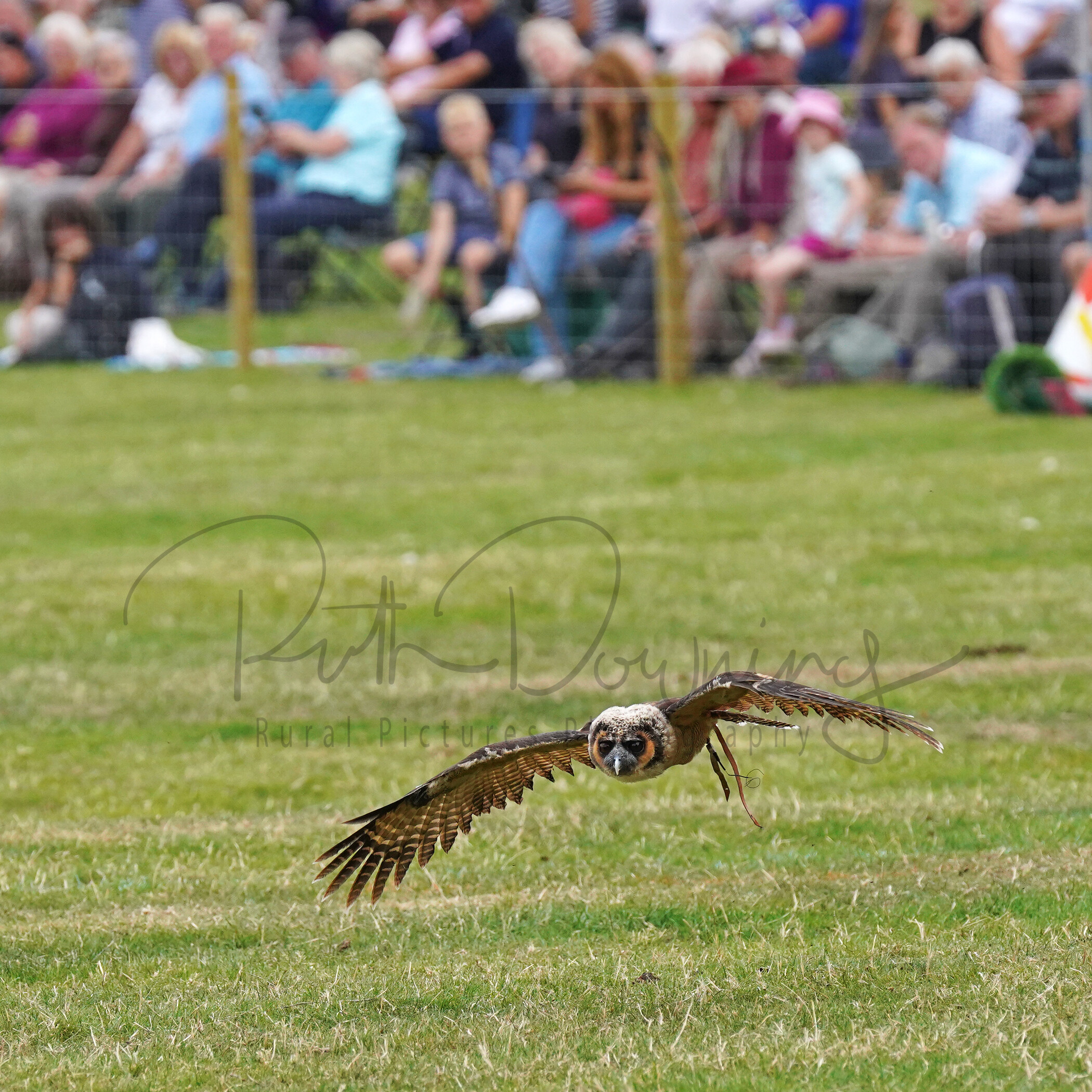 RMD01263 
 Keywords: 2022, Chatsworth, Country Fair, Peak District