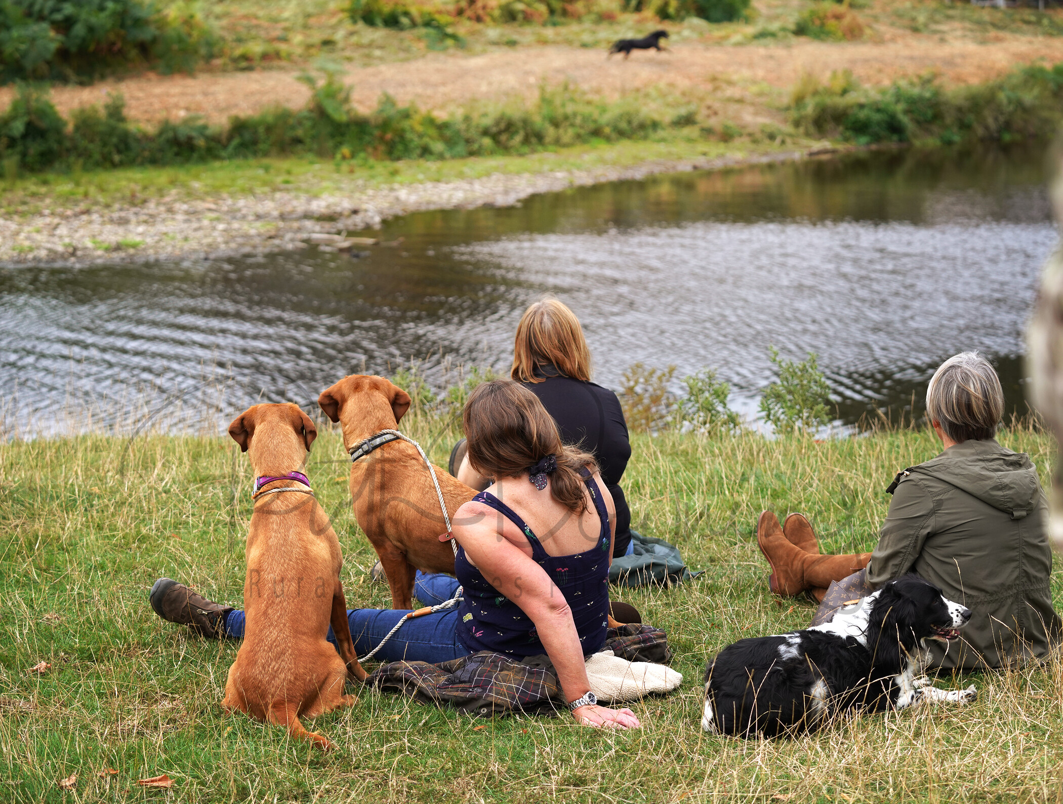 RMD02130 
 Keywords: 2022, Chatsworth, Country Fair, Peak District