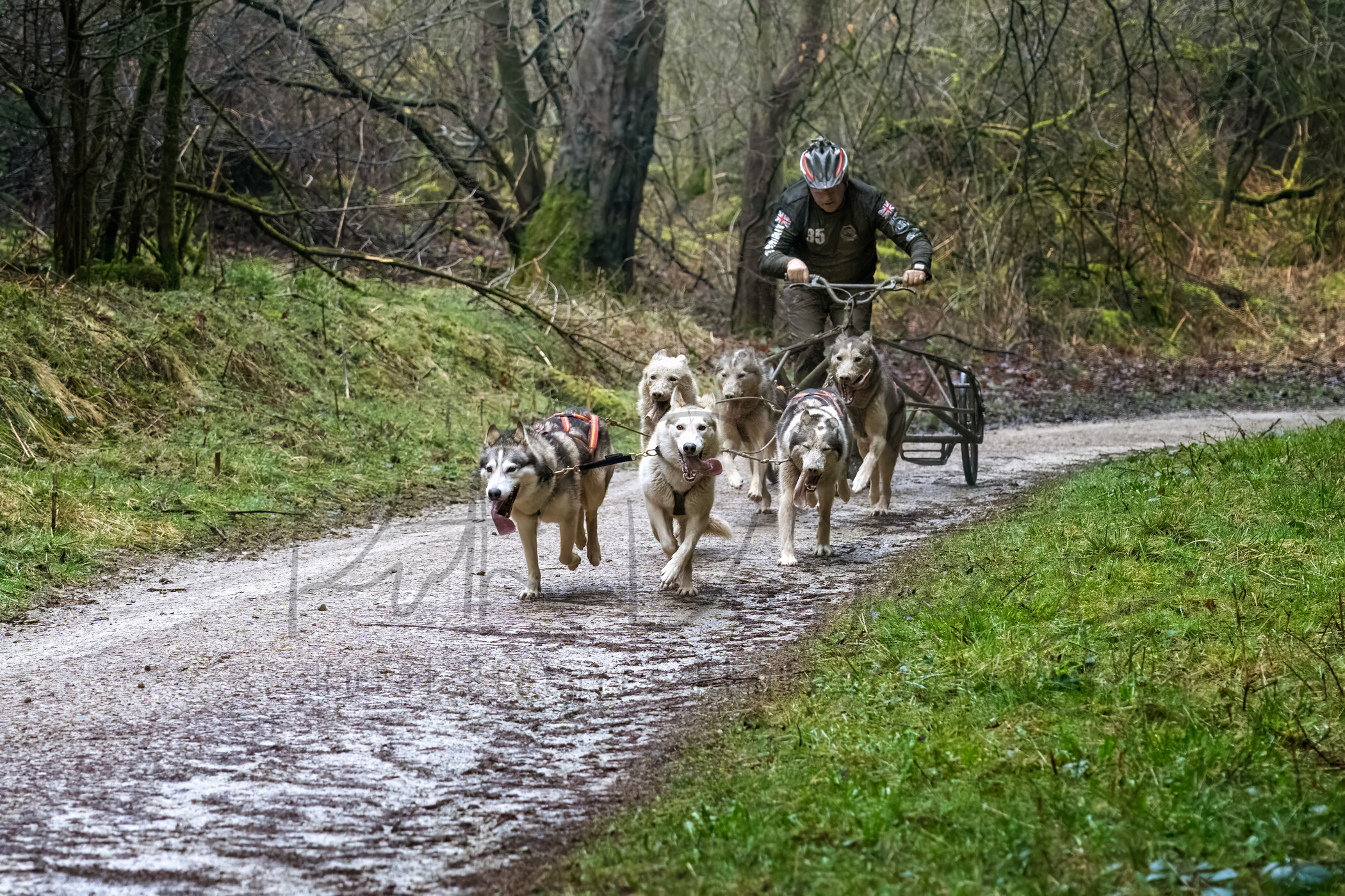 Dalby Forest March 2023   CUCZA3lRIAZC9wAiSKFP2ax3 Dalby Forest March 2023 